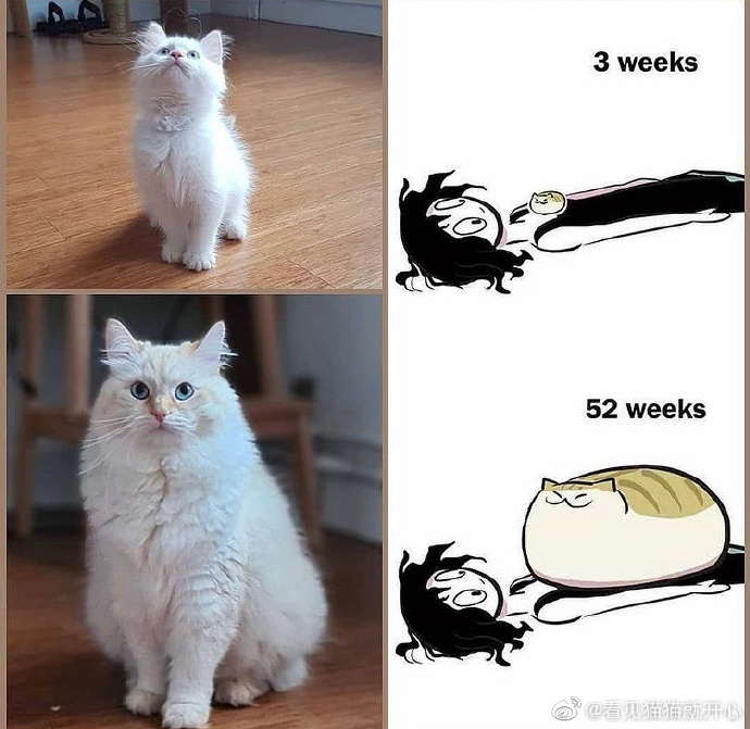 猫图片|宠物猫|猫咪|