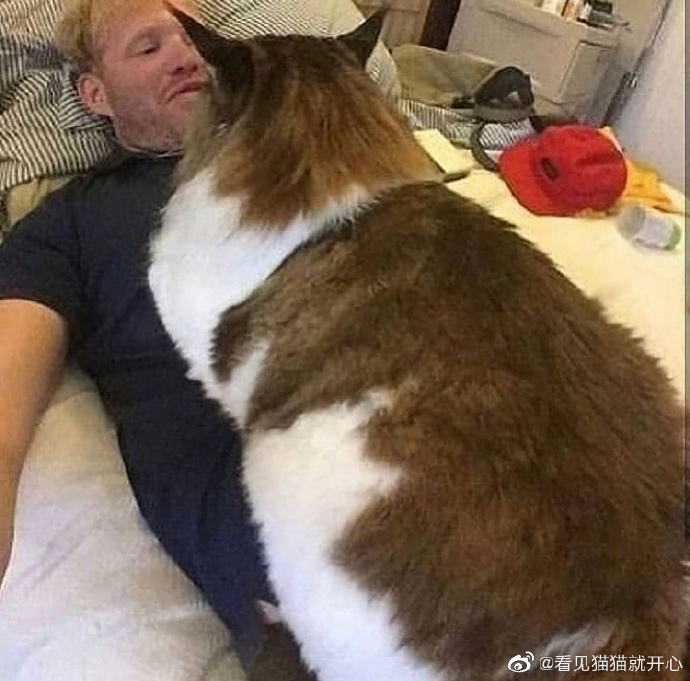 猫图片|宠物猫|猫咪|