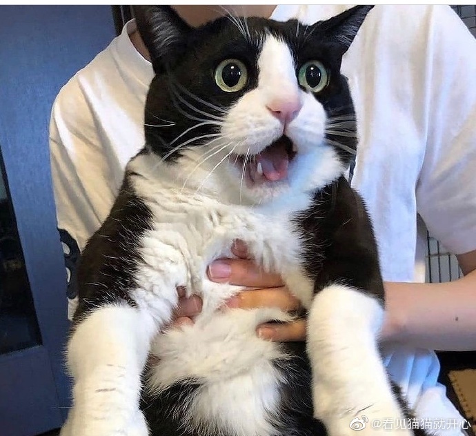 猫图片|宠物猫|猫咪|