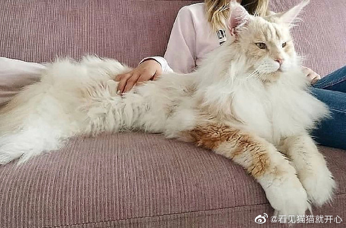 猫图片|宠物猫|猫咪|