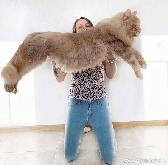 猫图片|宠物猫|猫咪|