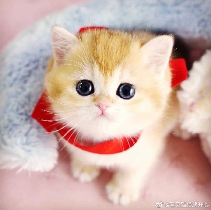 猫图片|宠物猫|猫咪|