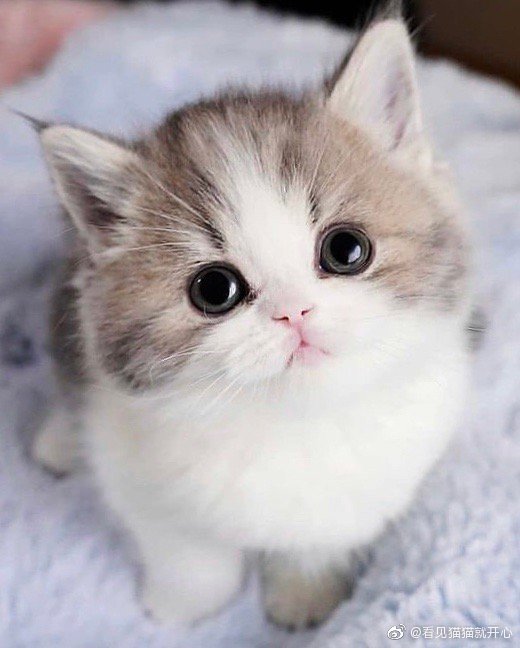 猫图片|宠物猫|猫咪|