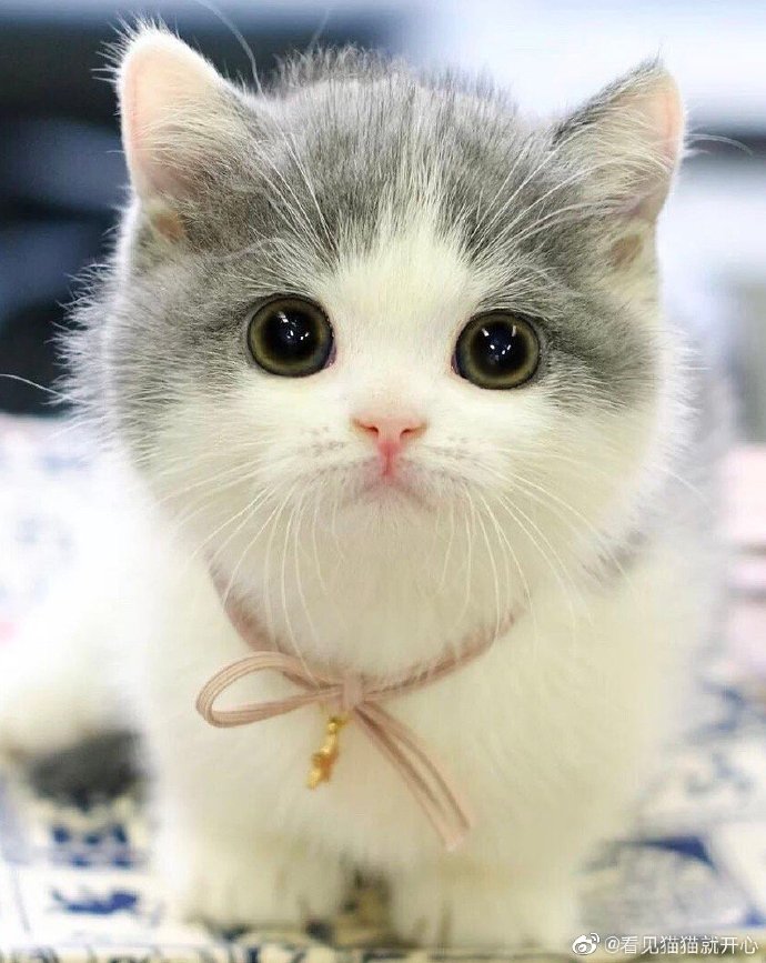 猫图片|宠物猫|猫咪|