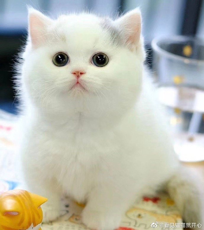 猫图片|宠物猫|猫咪|