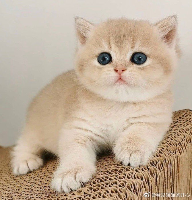 猫图片|宠物猫|猫咪|