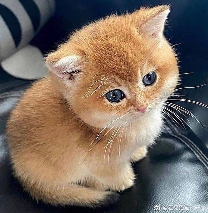 猫图片|宠物猫|猫咪|