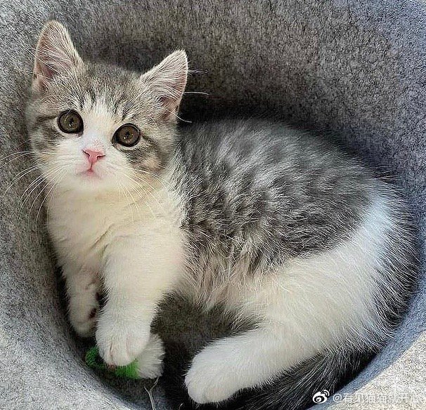 猫图片|宠物猫|猫咪|