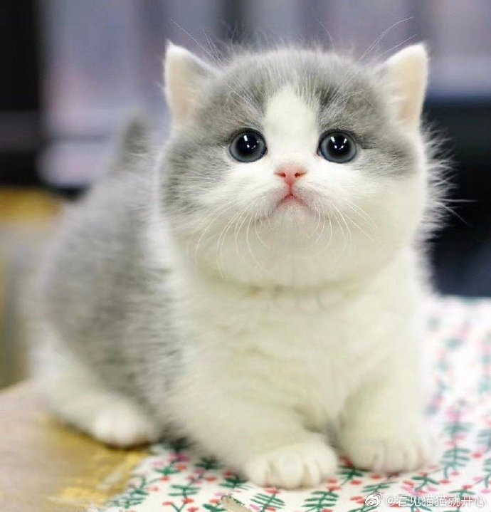 猫图片|宠物猫|猫咪|