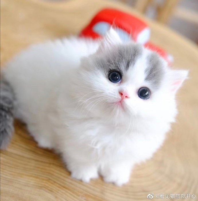 猫图片|宠物猫|猫咪|