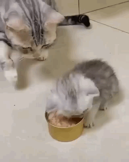 猫图片|宠物猫|猫咪|