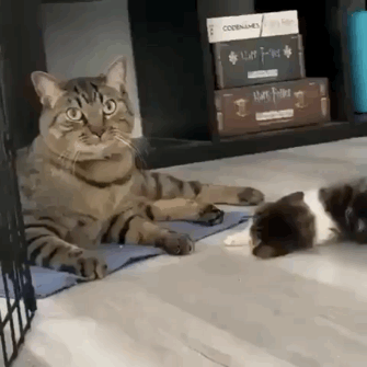 猫图片|宠物猫|猫咪|