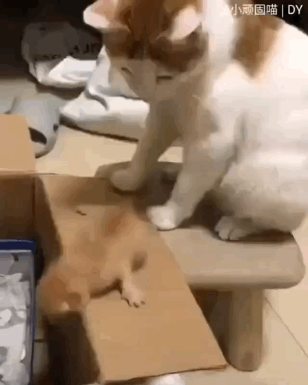 猫图片|宠物猫|猫咪|