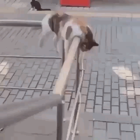 猫图片|宠物猫|猫咪|