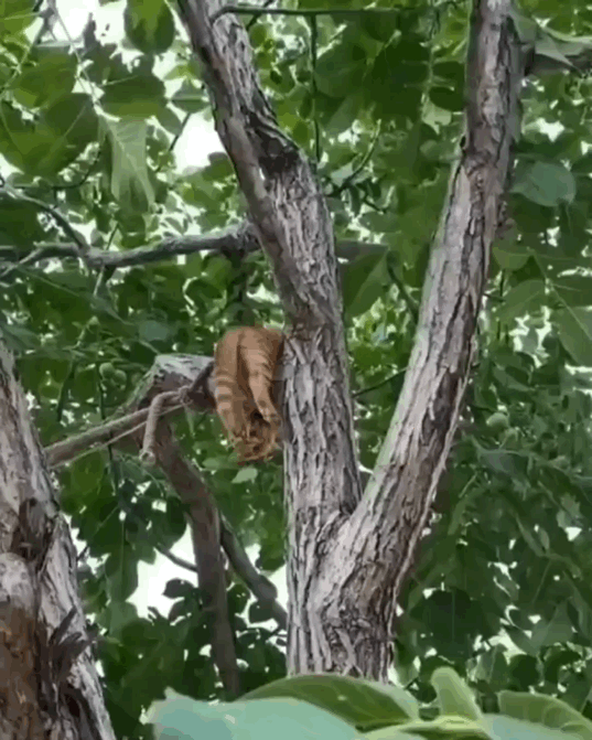 猫图片|宠物猫|猫咪|