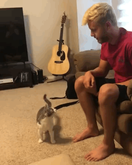 猫图片|宠物猫|猫咪|