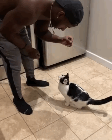 猫图片|宠物猫|猫咪|