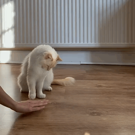 猫图片|宠物猫|猫咪|