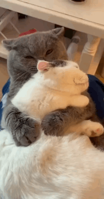 猫图片|宠物猫|猫咪|