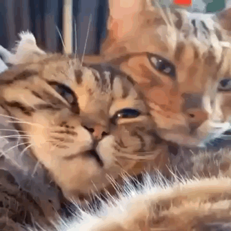 猫图片|宠物猫|猫咪|