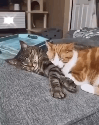 猫图片|宠物猫|猫咪|