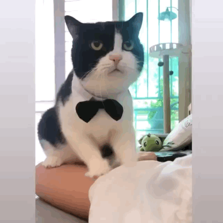 猫图片|宠物猫|猫咪|