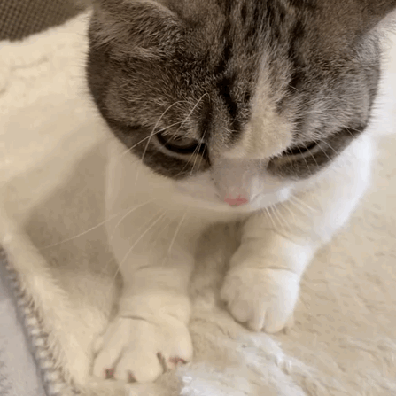 猫图片|宠物猫|猫咪|