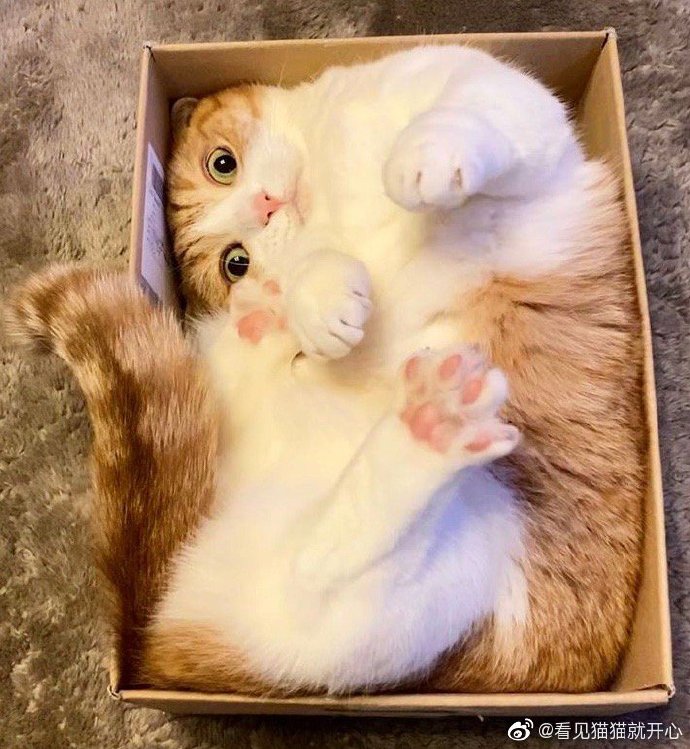 猫图片|宠物猫|猫咪|