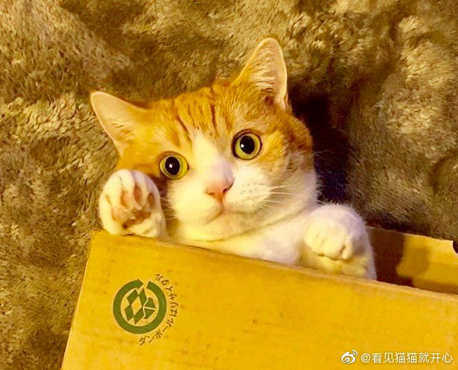 猫图片|宠物猫|猫咪|
