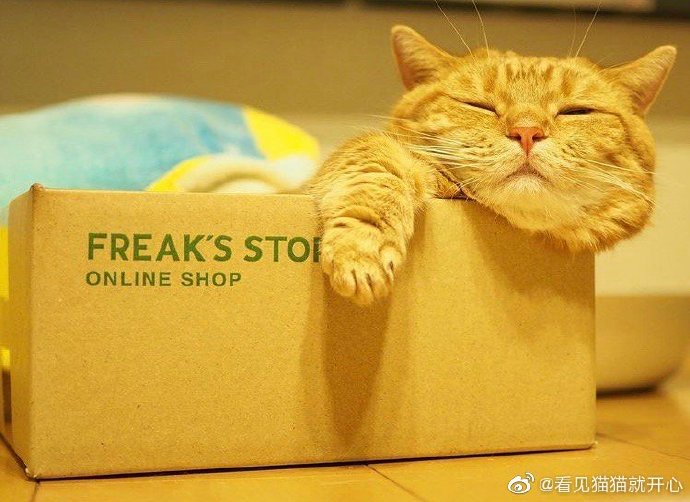 猫图片|宠物猫|猫咪|