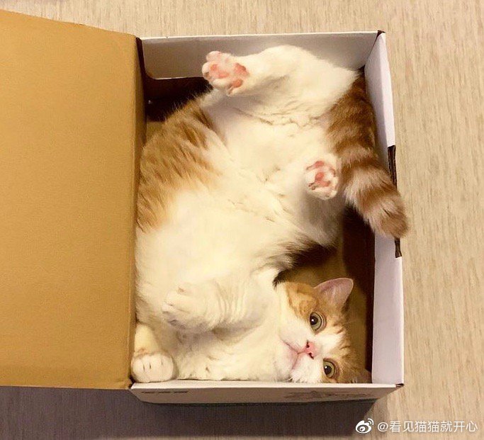 猫图片|宠物猫|猫咪|