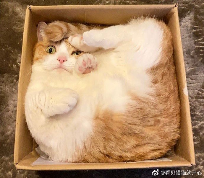 猫图片|宠物猫|猫咪|