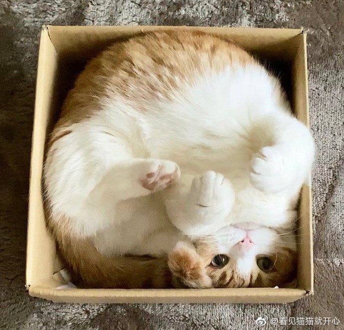 猫图片|宠物猫|猫咪|