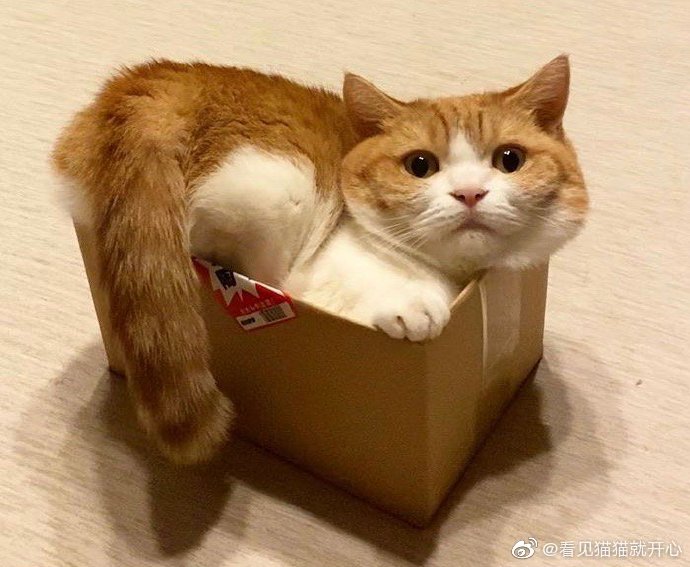 猫图片|宠物猫|猫咪|