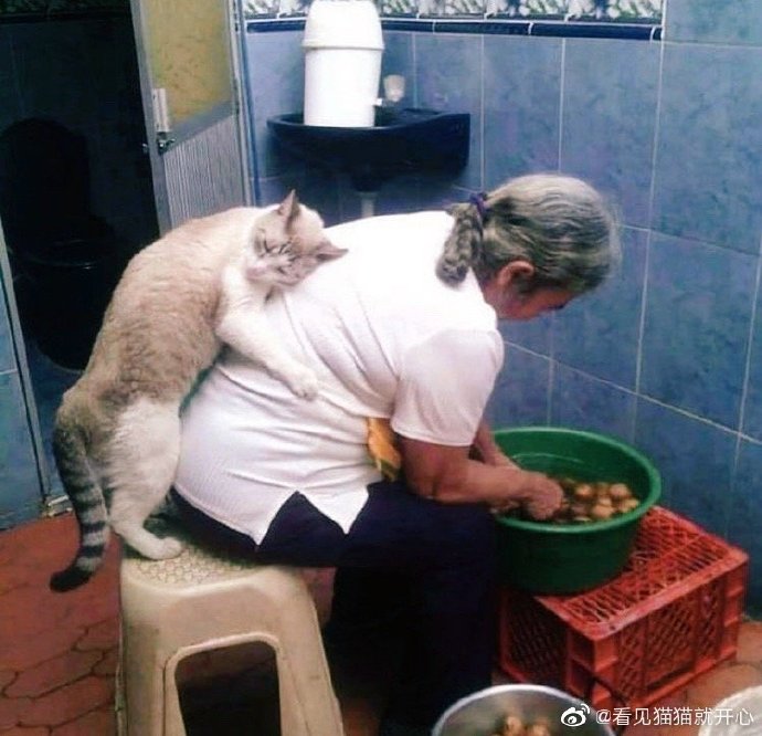 猫图片|宠物猫|猫咪|