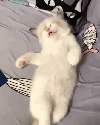 猫图片|宠物猫|猫咪|