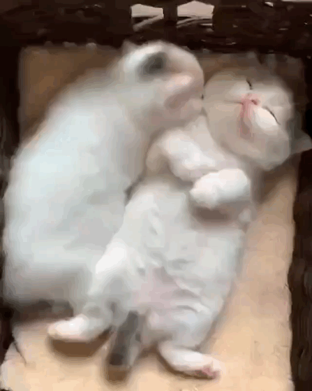 猫图片|宠物猫|猫咪|