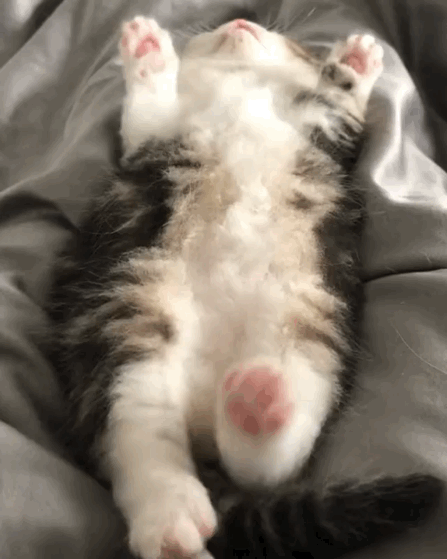 猫图片|宠物猫|猫咪|