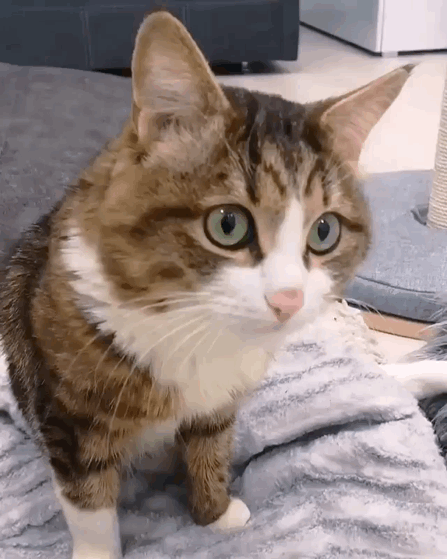 猫图片|宠物猫|猫咪|