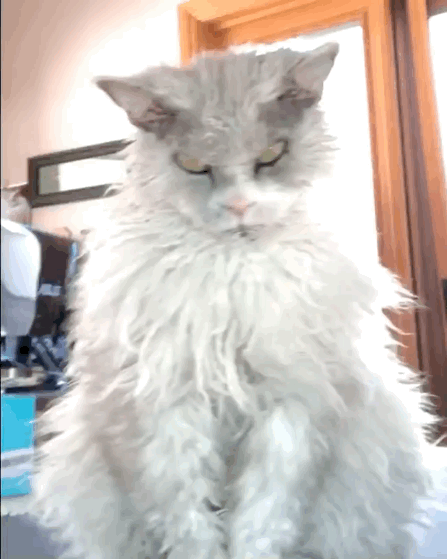 猫图片|宠物猫|猫咪|