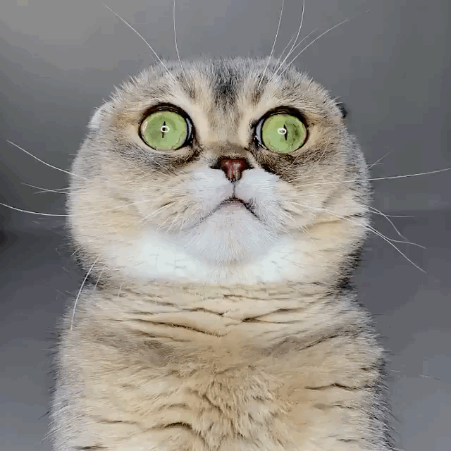 猫图片|宠物猫|猫咪|