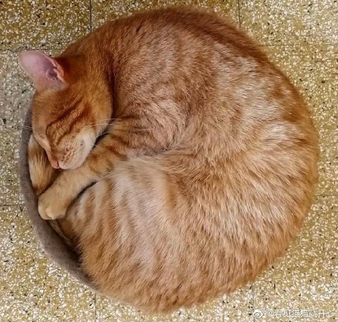 猫图片|宠物猫|猫咪|