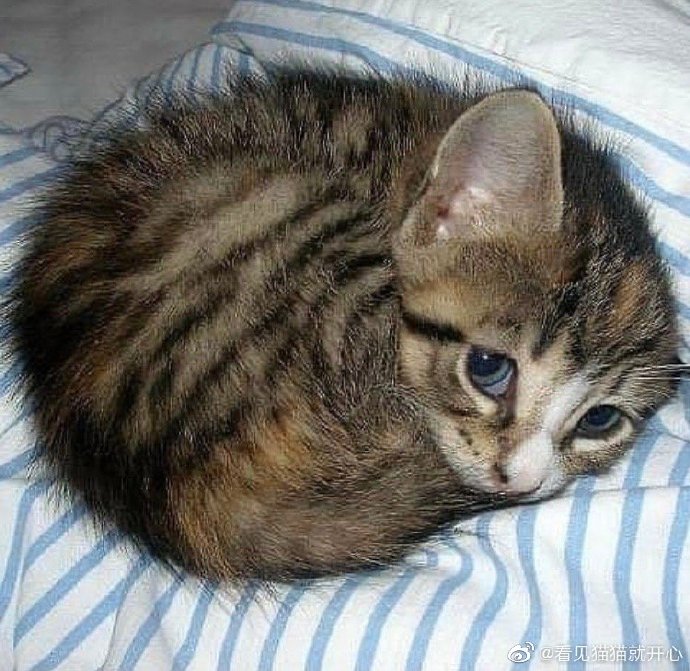 猫图片|宠物猫|猫咪|