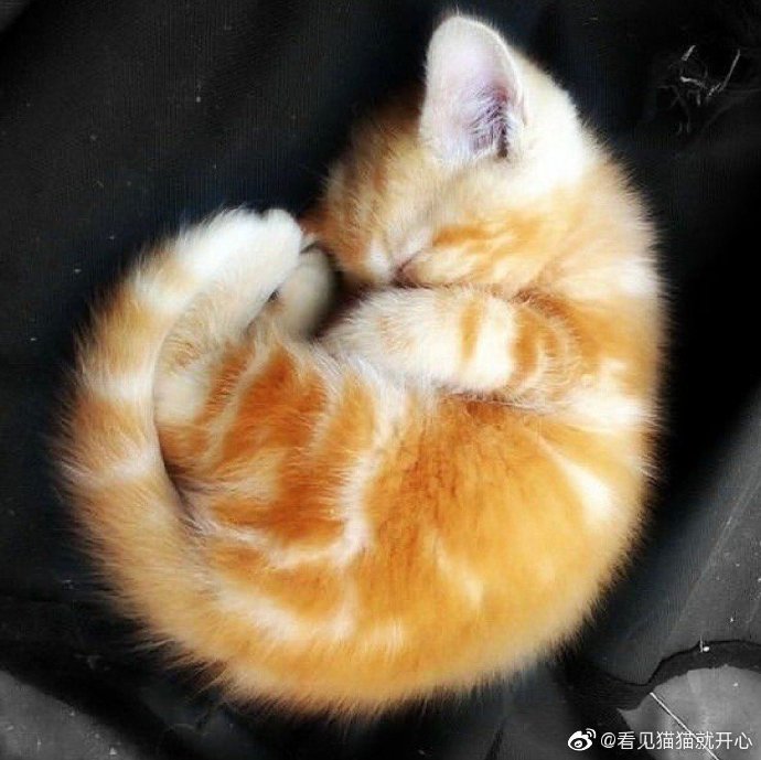 猫图片|宠物猫|猫咪|