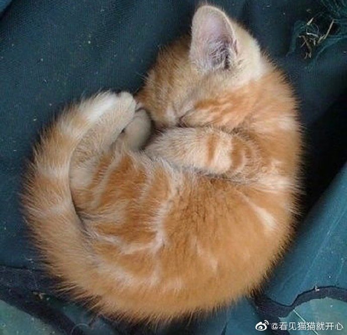 猫图片|宠物猫|猫咪|