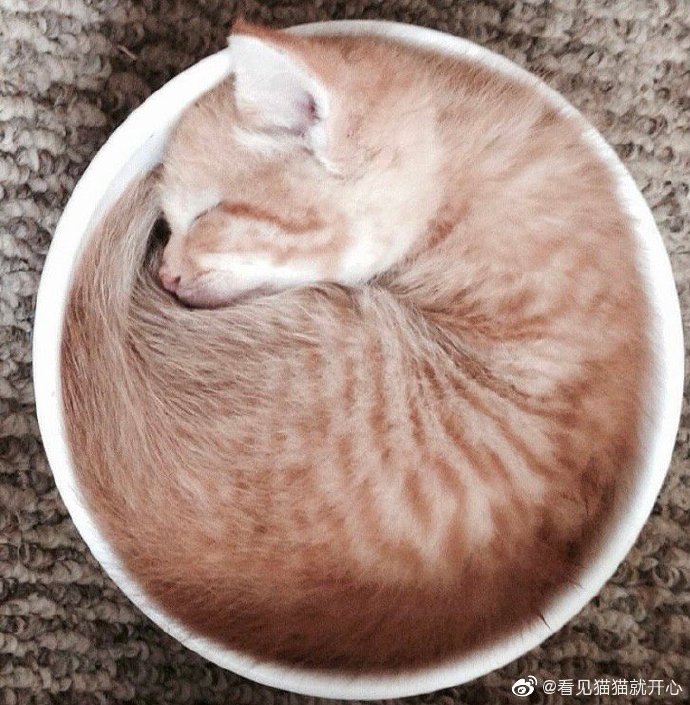 猫图片|宠物猫|猫咪|