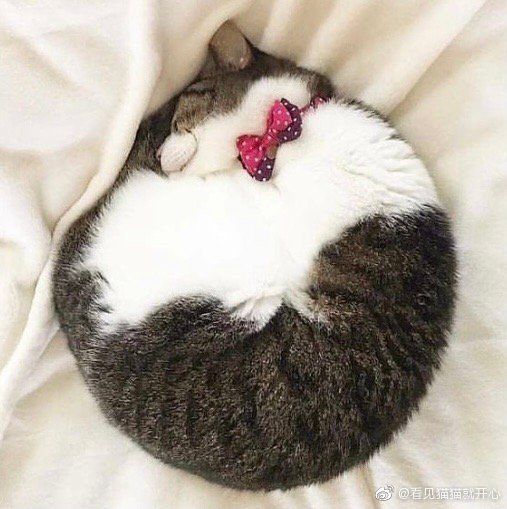 猫图片|宠物猫|猫咪|