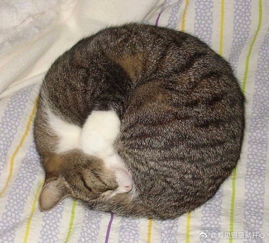 猫图片|宠物猫|猫咪|