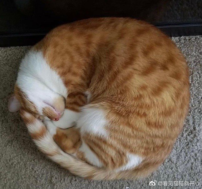 猫图片|宠物猫|猫咪|
