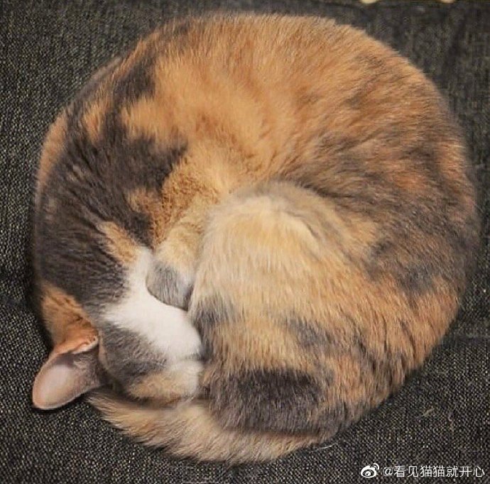 猫图片|宠物猫|猫咪|